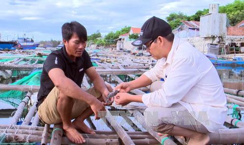 Cá nuôi lồng bè ở Phú Yên chết hàng loạt chưa rõ nguyên nhân